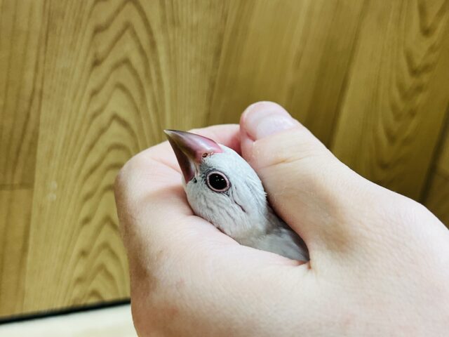 シルバー文鳥