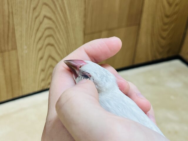 シルバー文鳥