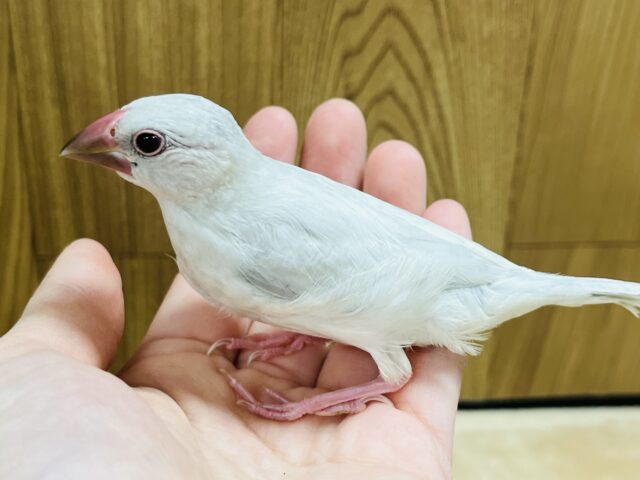 シルバー文鳥