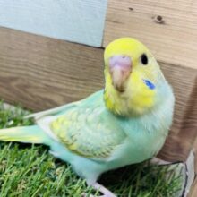 振り向き美人！？とっても綺麗なお色のヒナさんです♪セキセイインコのパステルカラーレインボー！