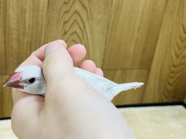 シルバー文鳥