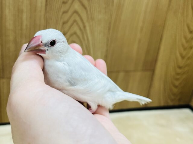 シルバー文鳥