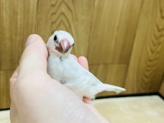 シルバー文鳥