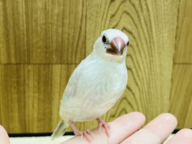 シルバー文鳥