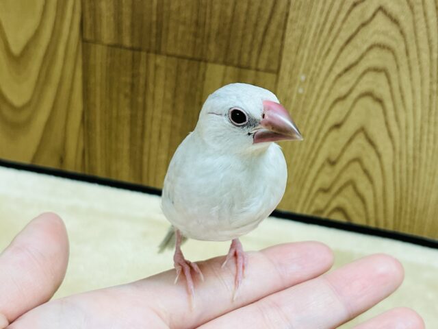 シルバー文鳥