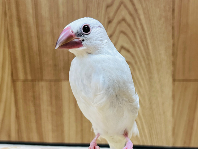 【最新画像更新🪄ひとり餌になりました‪☆】シルバーついんず🐣🐣シルバー文鳥 ヒナ