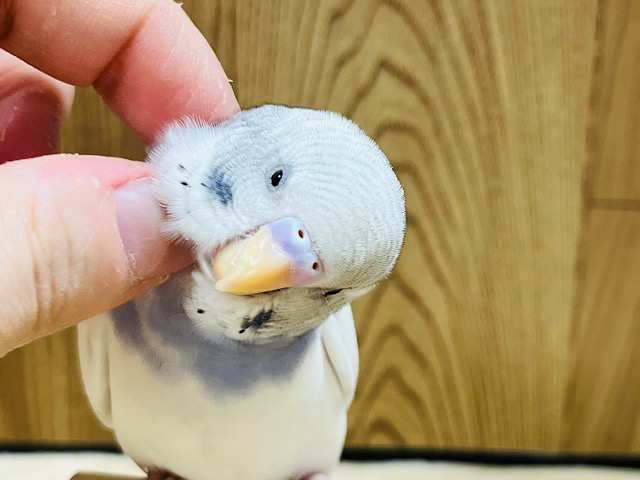 【最新画像更新🪄】ちょっぴり個性的です‪☆セキセイインコ(パイド) ヒナ