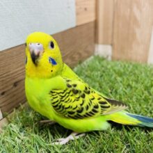 最新画像あります♪羽の模様が綺麗な子✨セキセイインコのオパーリン！