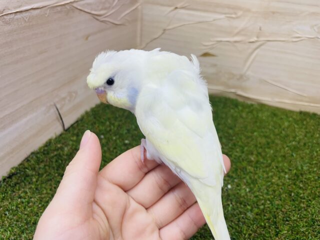 羽衣セキセイインコ