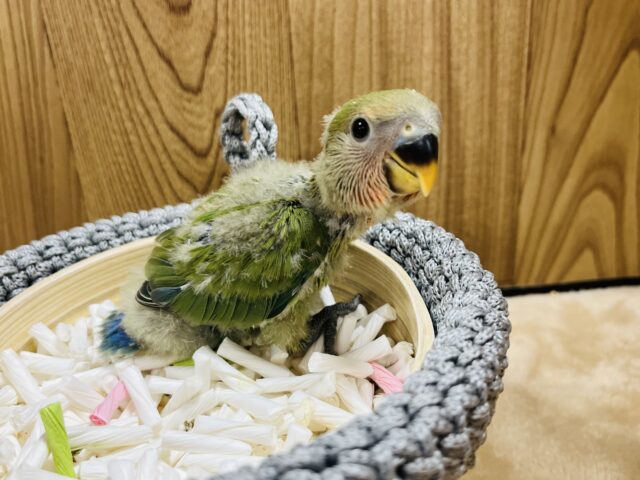 コザクラインコ（小桜インコ）