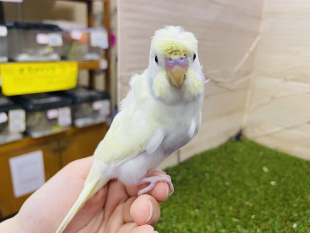 羽衣セキセイインコ