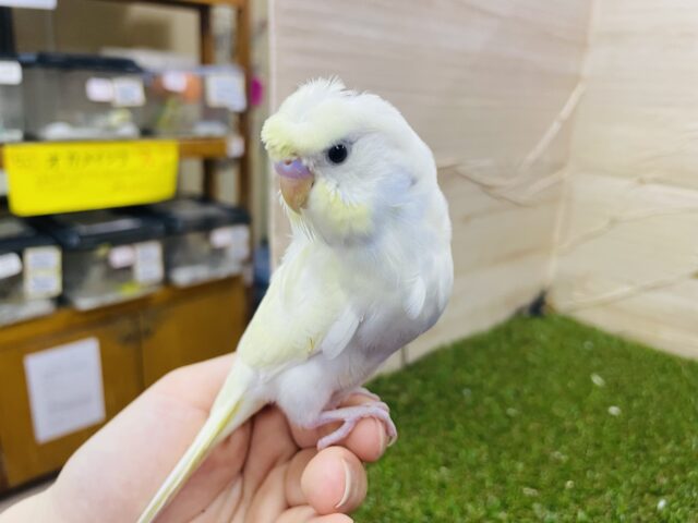 羽衣セキセイインコ