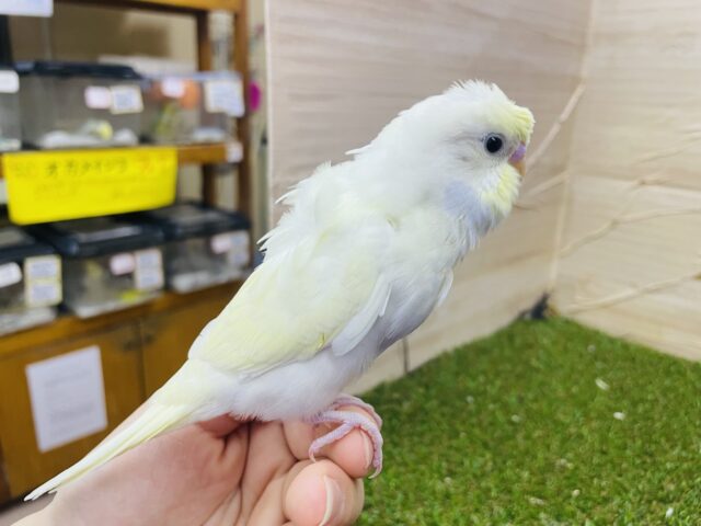 羽衣セキセイインコ