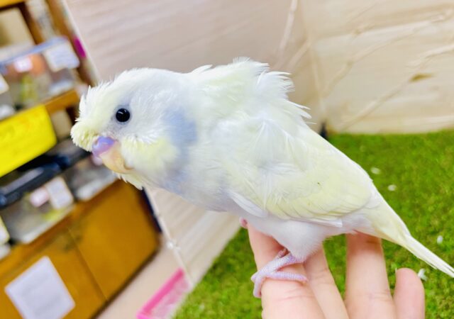 💙💛ほんわり隠れブルーをみつけてね💛💙　羽衣セキセイインコ　パステルレインボー