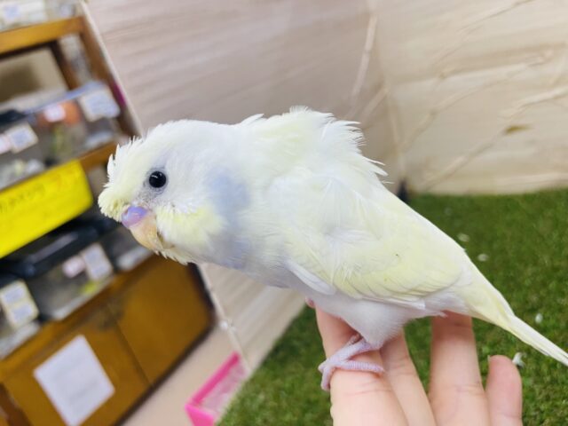 羽衣セキセイインコ