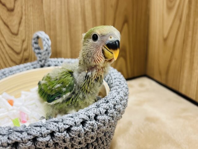 コザクラインコ（小桜インコ）