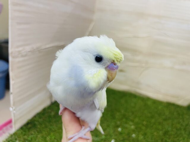 羽衣セキセイインコ