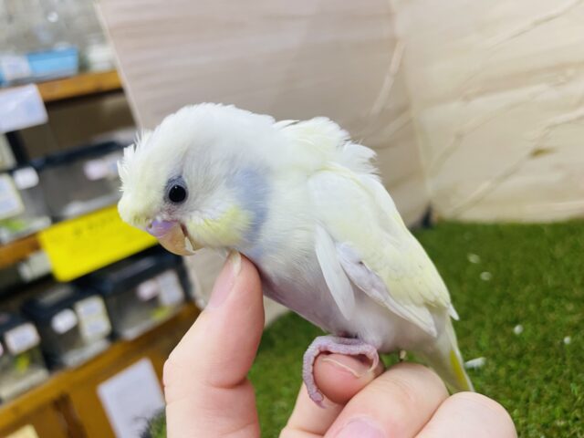 羽衣セキセイインコ