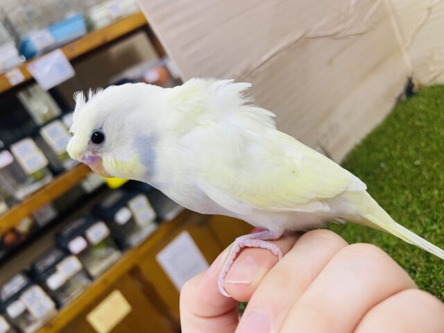 羽衣セキセイインコ