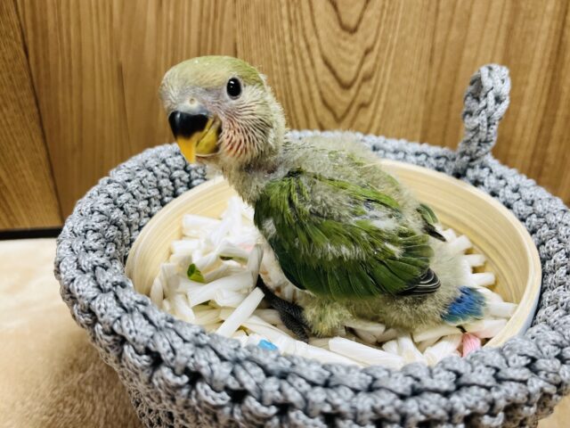 コザクラインコ（小桜インコ）