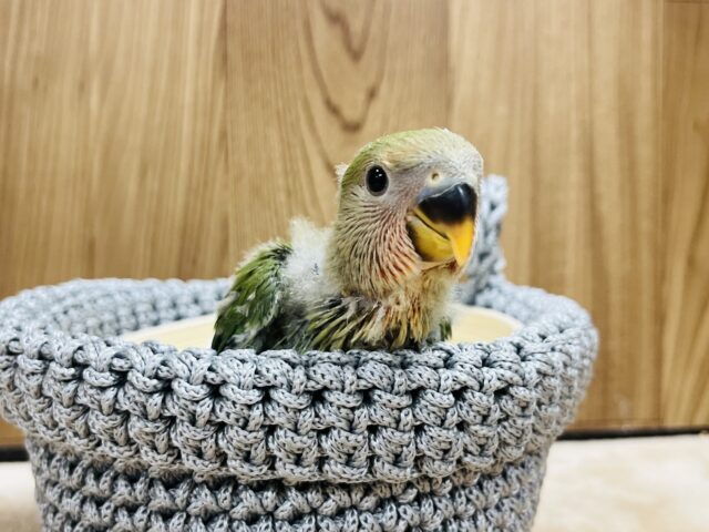 コザクラインコ（小桜インコ）