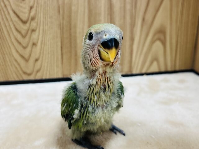 コザクラインコ（小桜インコ）