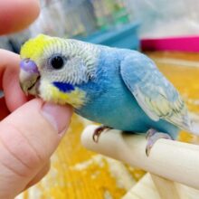 1人餌🌟最新画像になりますよ⭐️おしゃれに🪻華やかに🪻セキセイインコ　パステルレインボースパングル
