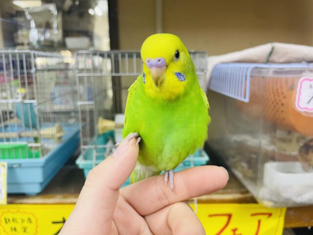 セキセイインコ