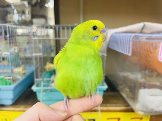 セキセイインコ