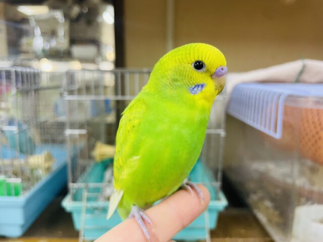 セキセイインコ