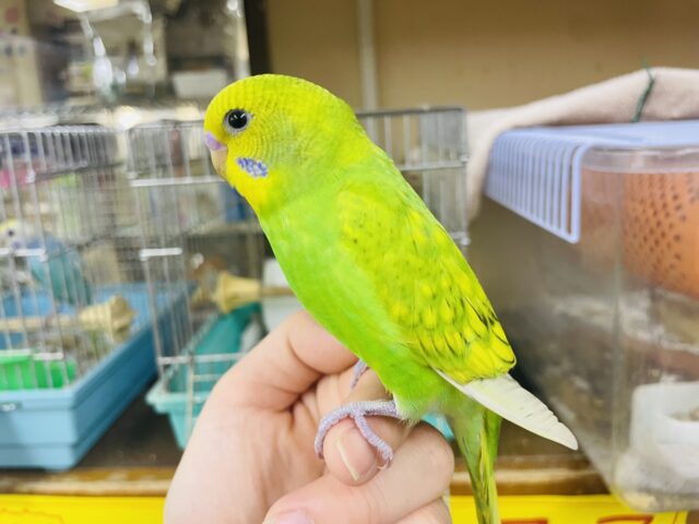 セキセイインコ