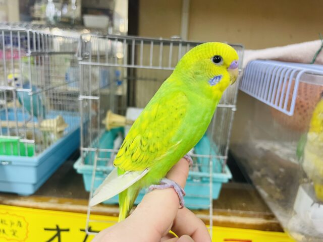 セキセイインコ