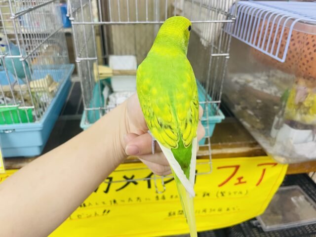 セキセイインコ