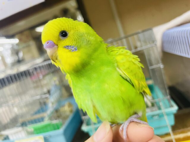 セキセイインコ