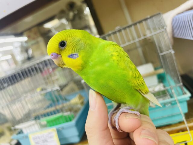 セキセイインコ