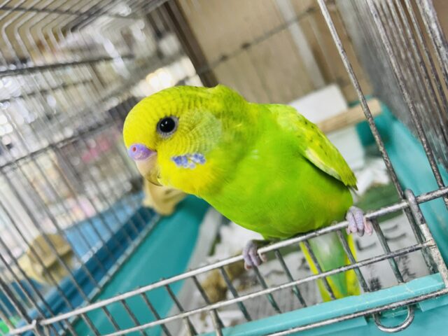 セキセイインコ