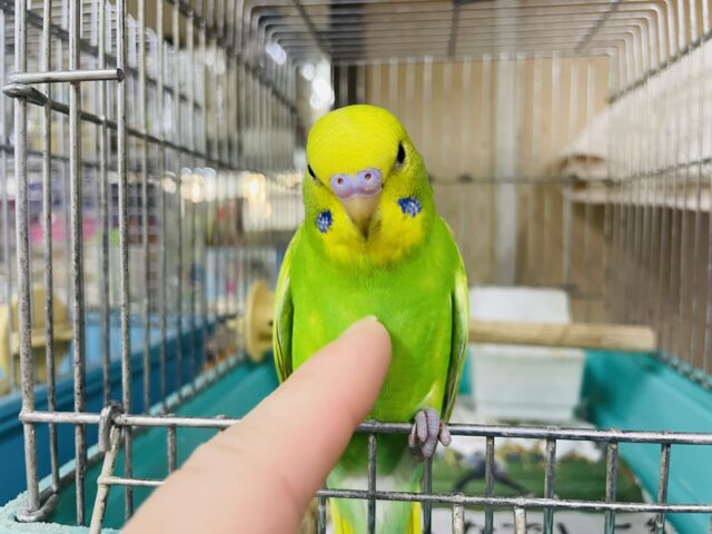 セキセイインコ