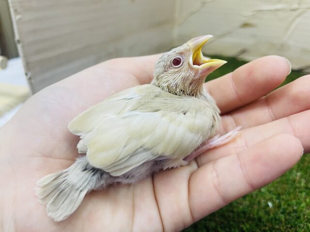 シナモン文鳥