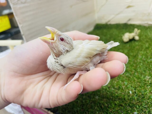 シナモン文鳥