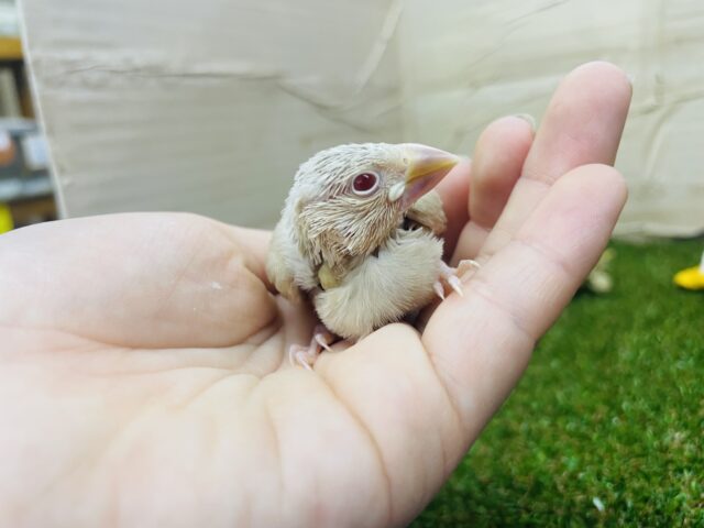 シナモン文鳥