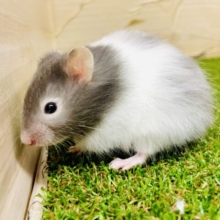 とっておきを教えるよ🌟顔と体で色合いが違う個性派ハムスター🐹　セーブルバンデット　男の子