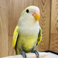【最新画像更新🪄】どんなカラーになるのかなっ？◎コザクラインコ(バイオレットパイド) ヒナ