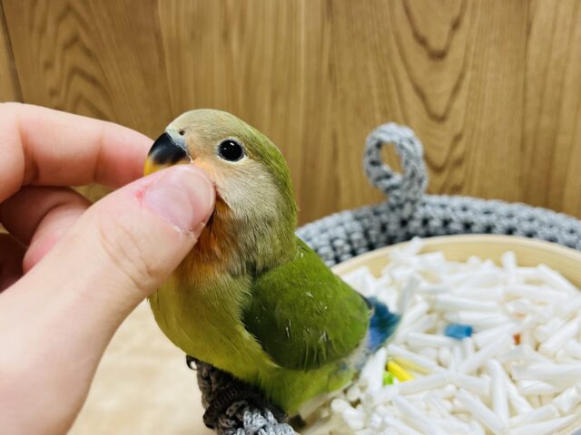 コザクラインコ（小桜インコ）