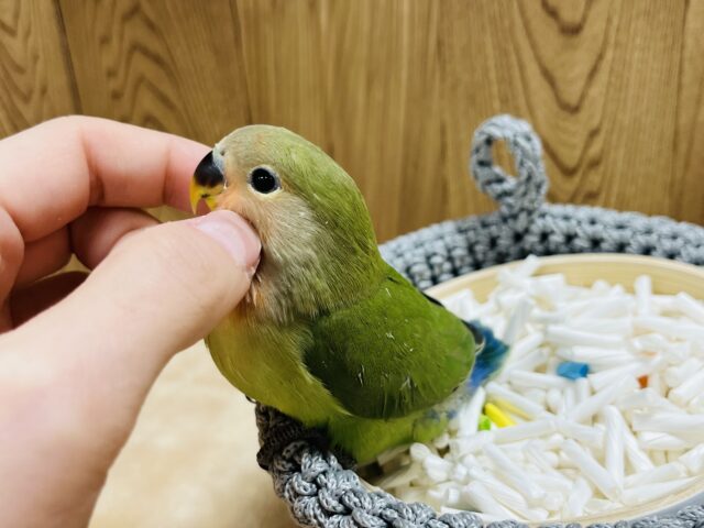 コザクラインコ（小桜インコ）