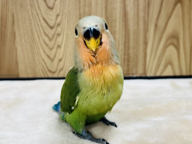 コザクラインコ（小桜インコ）