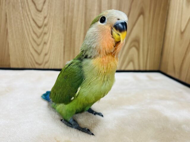 コザクラインコ（小桜インコ）