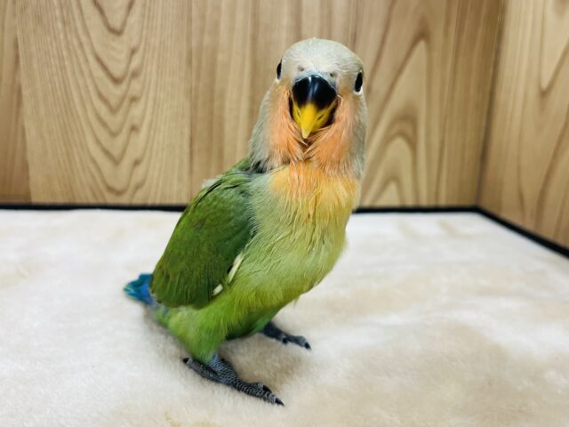 コザクラインコ（小桜インコ）