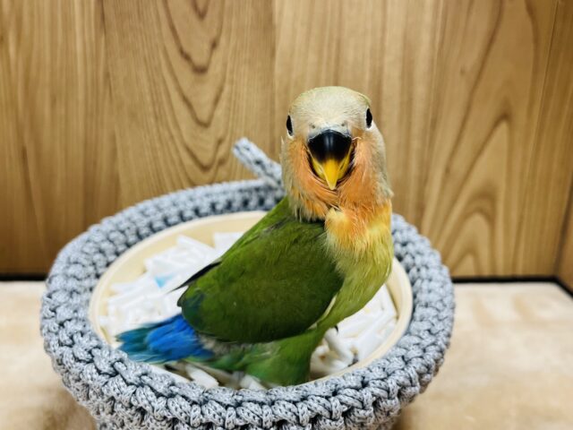 コザクラインコ（小桜インコ）