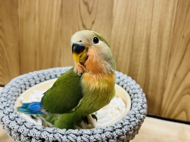 コザクラインコ（小桜インコ）