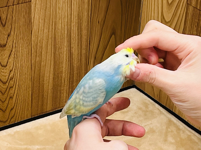 セキセイインコ